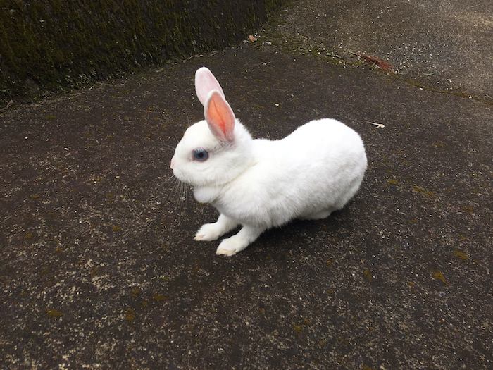 日本 兔子用品
